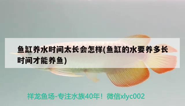 鱼缸养水时间太长会怎样(鱼缸的水要养多长时间才能养鱼) 苏虎苗（苏门答腊虎鱼苗）