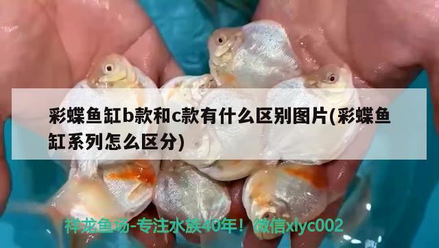 彩蝶鱼缸b款和c款有什么区别图片(彩蝶鱼缸系列怎么区分) 白子关刀鱼