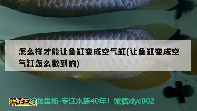 怎么样才能让鱼缸变成空气缸(让鱼缸变成空气缸怎么做到的)