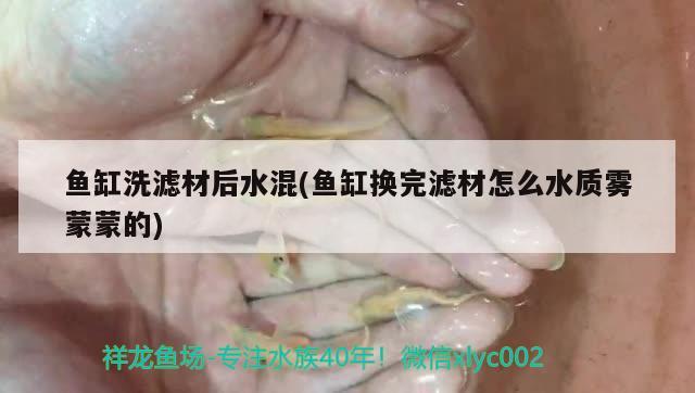 鱼缸洗滤材后水混(鱼缸换完滤材怎么水质雾蒙蒙的)