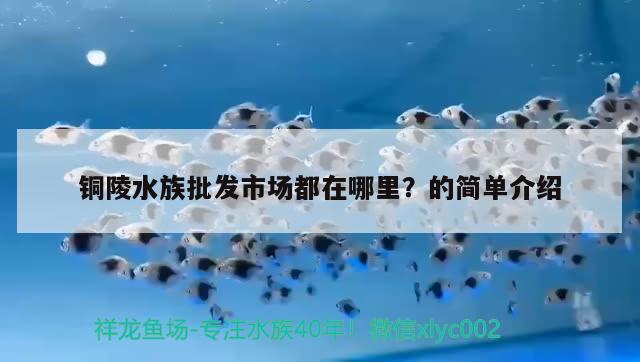 铜陵水族批发市场都在哪里？的简单介绍 观赏鱼水族批发市场