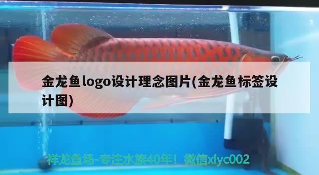 金龙鱼logo设计理念图片(金龙鱼标签设计图) 孵化器