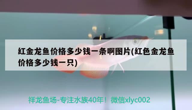 红金龙鱼价格多少钱一条啊图片(红色金龙鱼价格多少钱一只) 印尼红龙鱼