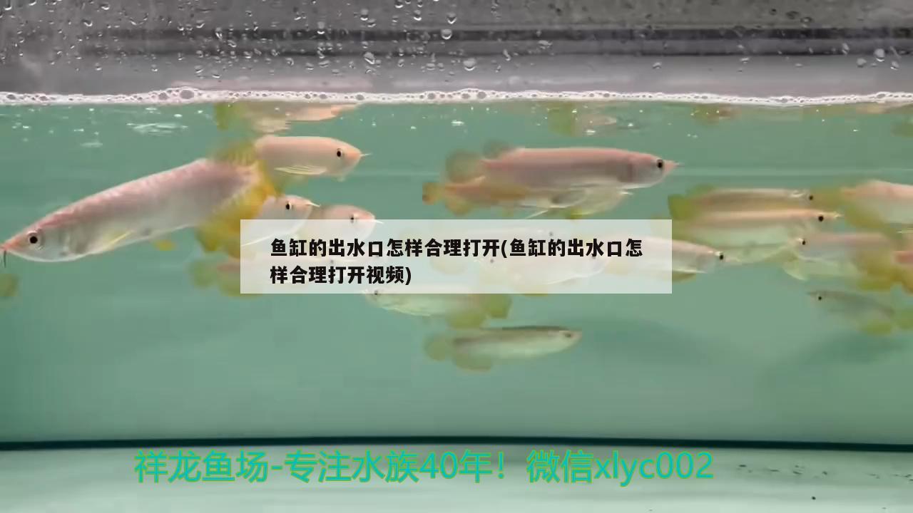 鱼缸的出水口怎样合理打开(鱼缸的出水口怎样合理打开视频)