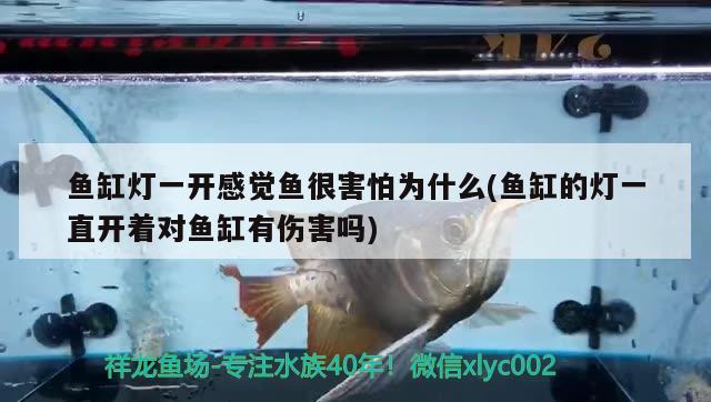 鱼缸灯一开感觉鱼很害怕为什么(鱼缸的灯一直开着对鱼缸有伤害吗) 观赏鱼市场