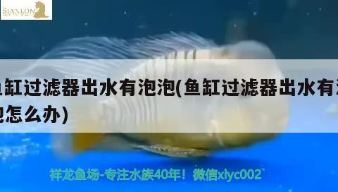 三湖黄金虎和橙虎鱼的区别，三湖慈鲷黄金虎和三湖慈鲷黄金虎的区别