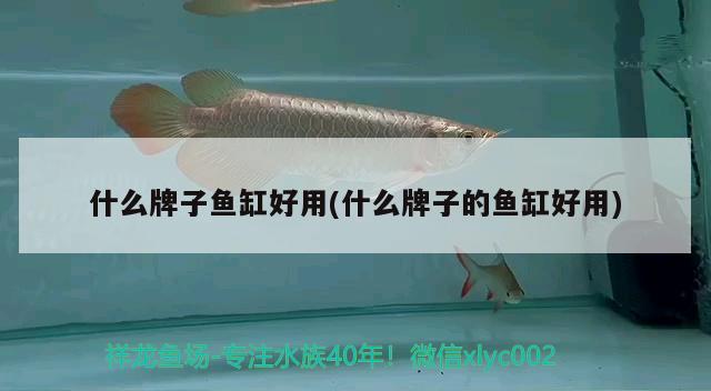 红腹水虎鱼的饲养详细点，自家养的红腹水虎鱼不怎么爱游呢 食人鱼（水虎） 第3张