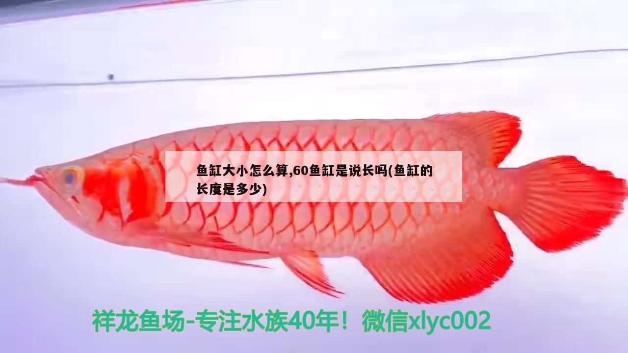 鱼缸大小怎么算,60鱼缸是说长吗(鱼缸的长度是多少)