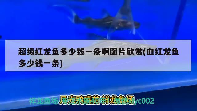 超级红龙鱼多少钱一条啊图片欣赏(血红龙鱼多少钱一条) 鱼缸水质稳定剂