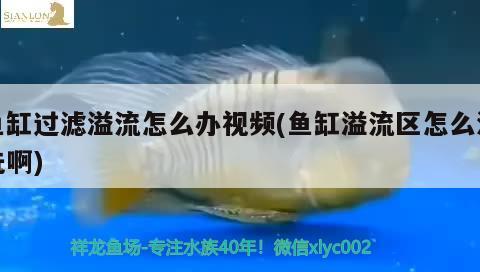 鱼缸过滤溢流怎么办视频(鱼缸溢流区怎么清洗啊) 飞凤鱼