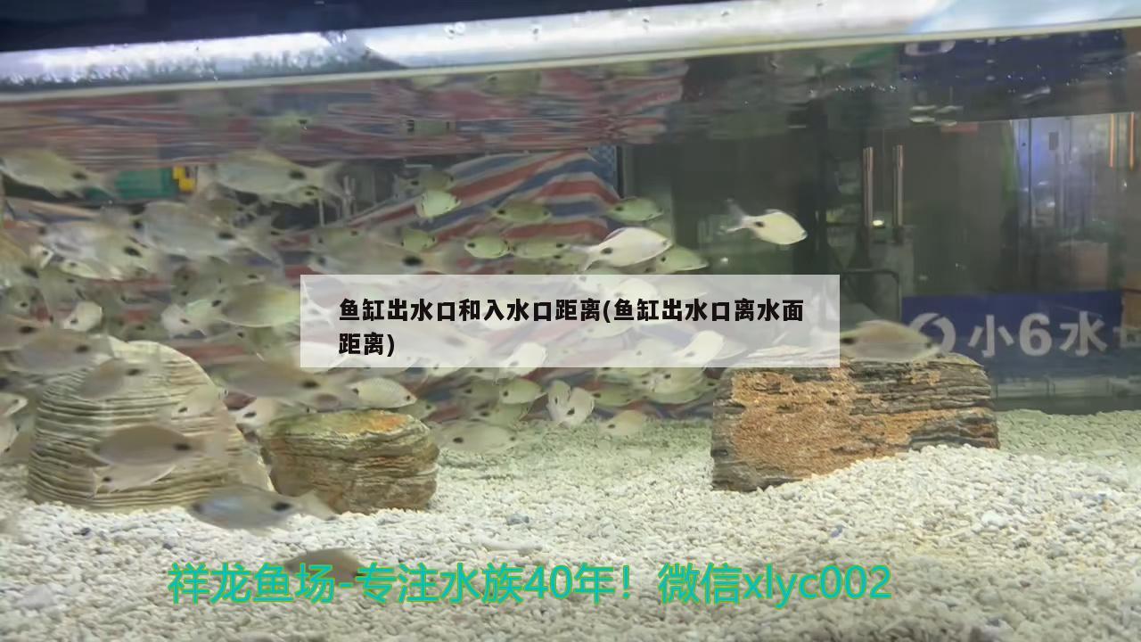 鱼缸出水口和入水口距离(鱼缸出水口离水面距离) 战车红龙鱼