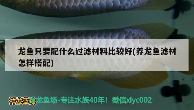 龙鱼只要配什么过滤材料比较好(养龙鱼滤材怎样搭配) 鱼缸/水族箱