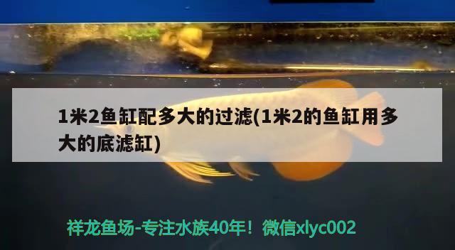 1米2鱼缸配多大的过滤(1米2的鱼缸用多大的底滤缸) 赤荔凤冠鱼