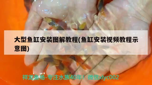 鱼缸稳定剂必须加吗（养锦鲤可以用水质稳定剂吗） 绿皮皇冠豹鱼 第2张