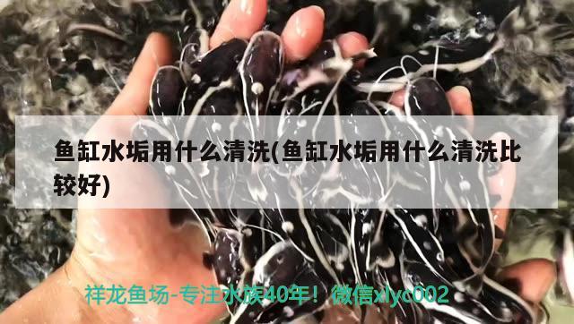 鱼缸水垢用什么清洗(鱼缸水垢用什么清洗比较好) 野彩鱼