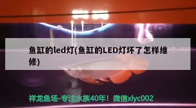 鱼缸的led灯(鱼缸的LED灯坏了怎样维修) 泰国虎鱼