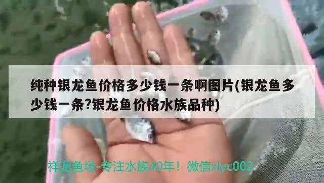 纯种银龙鱼价格多少钱一条啊图片(银龙鱼多少钱一条?银龙鱼价格水族品种) 银龙鱼