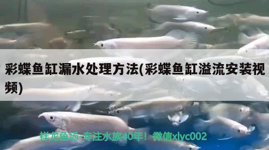 彩蝶鱼缸漏水处理方法(彩蝶鱼缸溢流安装视频)