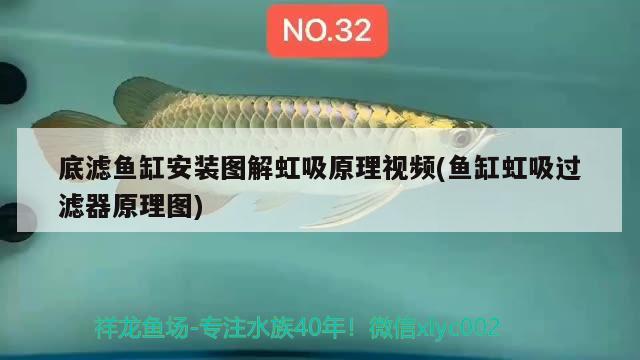 这条70厘米大鱼临时挪下缸