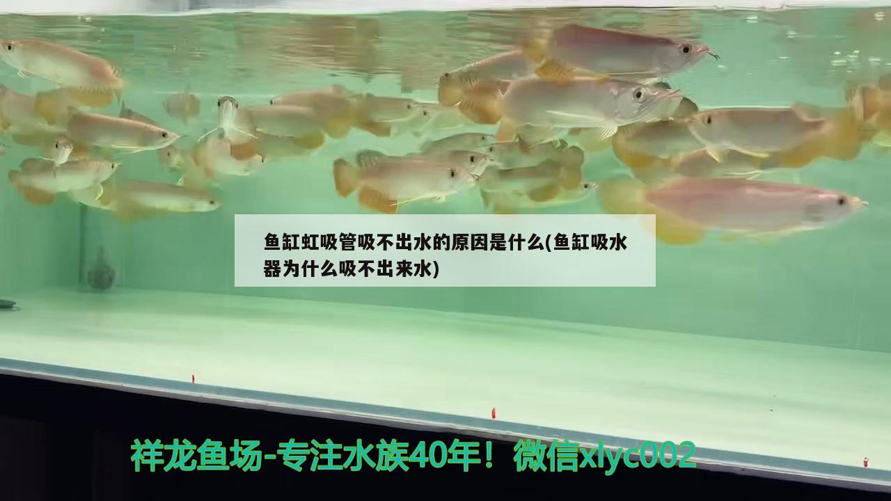 鱼缸虹吸管吸不出水的原因是什么(鱼缸吸水器为什么吸不出来水) 龙凤鲤鱼 第1张