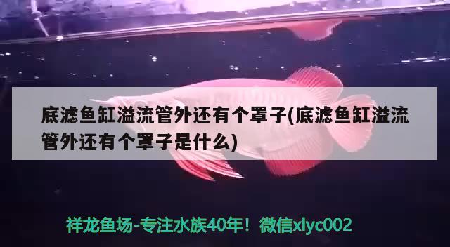 底滤鱼缸溢流管外还有个罩子(底滤鱼缸溢流管外还有个罩子是什么) 祥龙蓝珀金龙鱼