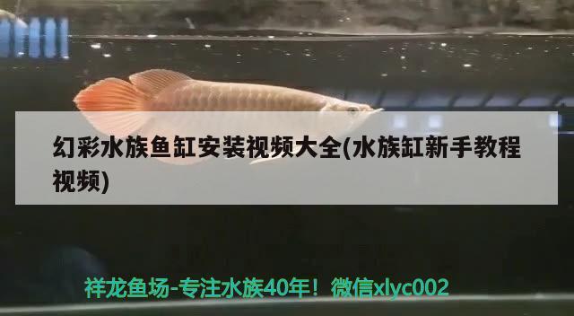 幻彩水族鱼缸安装视频大全(水族缸新手教程视频) 一眉道人鱼苗