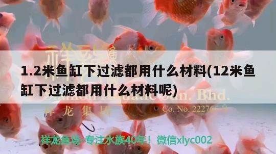 1.2米鱼缸下过滤都用什么材料(12米鱼缸下过滤都用什么材料呢) 大白鲨鱼苗