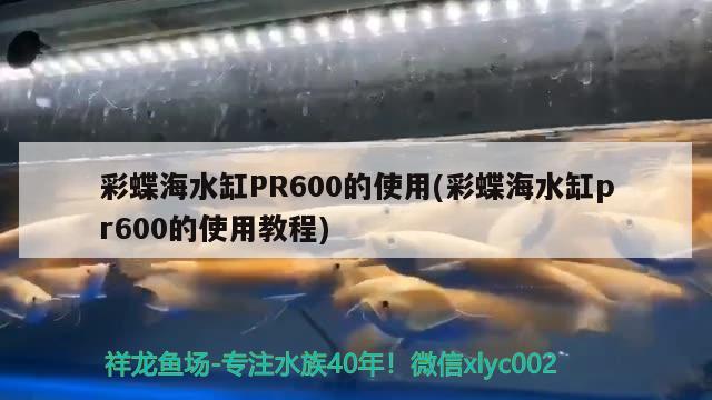 彩蝶海水缸PR600的使用(彩蝶海水缸pr600的使用教程) 龙鱼百科