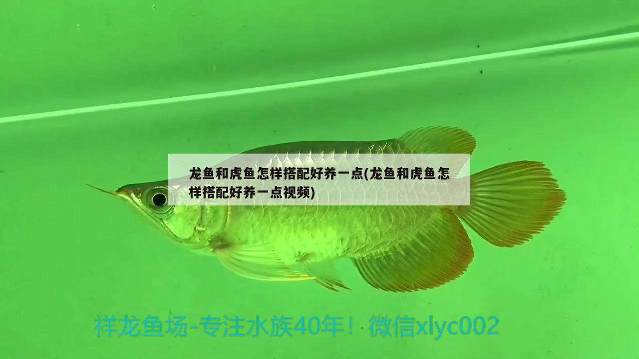 鱼缸换气安装视频大全：鱼缸换气管 广州水族批发市场 第1张
