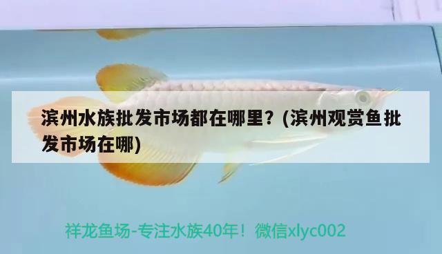 滨州水族批发市场都在哪里？(滨州观赏鱼批发市场在哪)