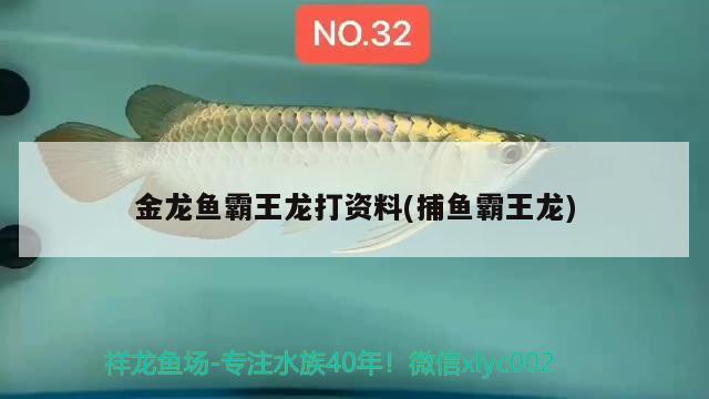 金龙鱼霸王龙打资料(捕鱼霸王龙) 鱼缸水质稳定剂