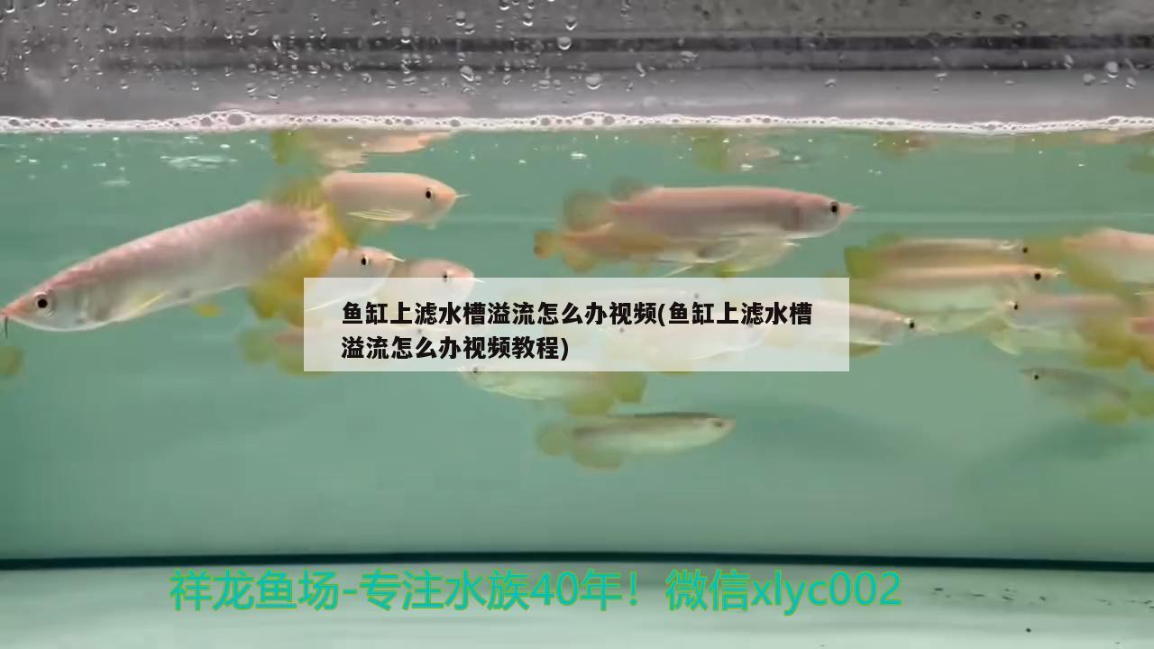 鱼缸上滤水槽溢流怎么办视频(鱼缸上滤水槽溢流怎么办视频教程)