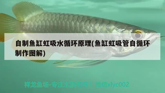 银龙鱼有多长（银龙鱼能长多大尺寸） 水族展会