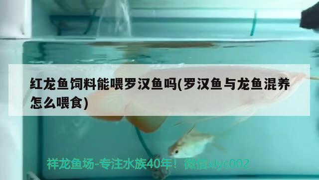 红龙鱼饲料能喂罗汉鱼吗(罗汉鱼与龙鱼混养怎么喂食) 罗汉鱼