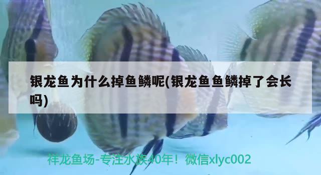 银龙鱼为什么掉鱼鳞呢(银龙鱼鱼鳞掉了会长吗)