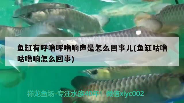 鱼缸有呼噜呼噜响声是怎么回事儿(鱼缸咕噜咕噜响怎么回事) 飞凤鱼苗