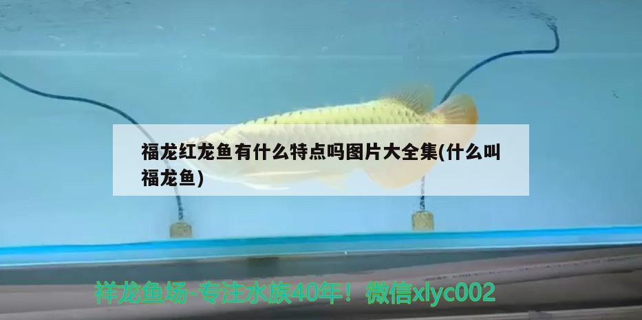 汕头水族批发市场地址在哪里呀多少钱(汕头水族批发市场地址在哪里呀多少钱一个)