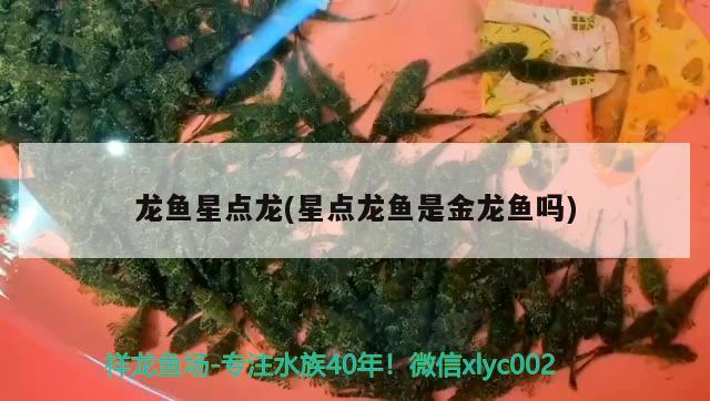 汕头水族批发市场地址在哪里呀多少钱(汕头水族批发市场地址在哪里呀多少钱一个) 观赏鱼水族批发市场 第1张