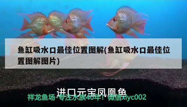 鱼缸吸水口最佳位置图解(鱼缸吸水口最佳位置图解图片)