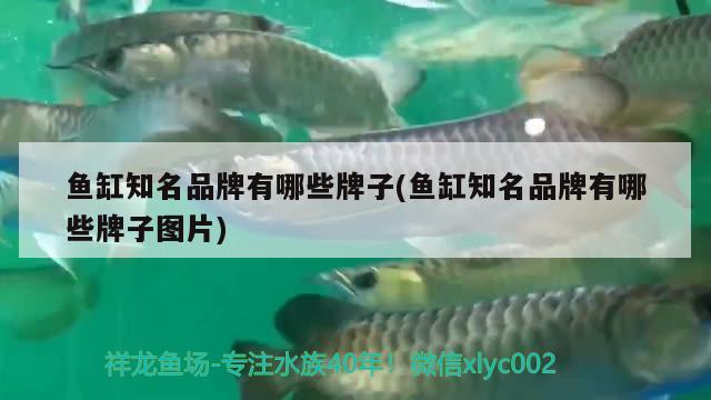 鱼缸知名品牌有哪些牌子(鱼缸知名品牌有哪些牌子图片)