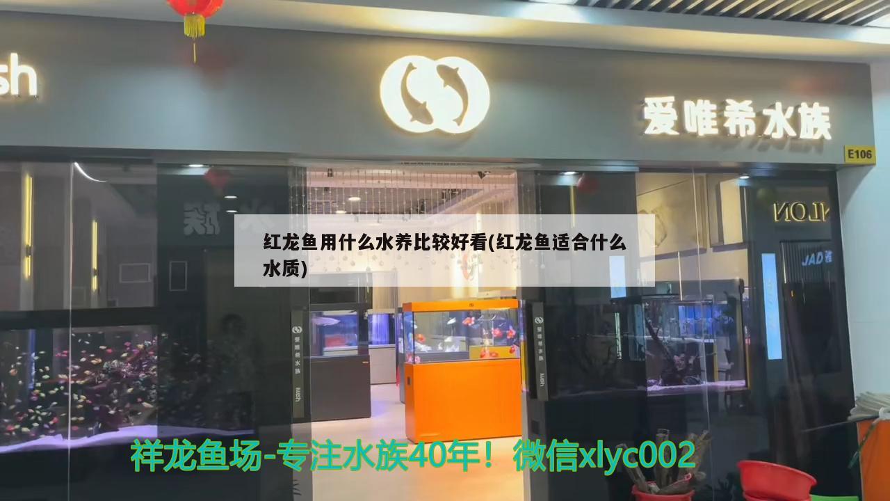 红龙鱼用什么水养比较好看(红龙鱼适合什么水质) 锦鲤池鱼池建设