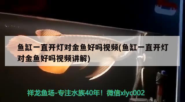 鱼缸一直开灯对金鱼好吗视频(鱼缸一直开灯对金鱼好吗视频讲解)