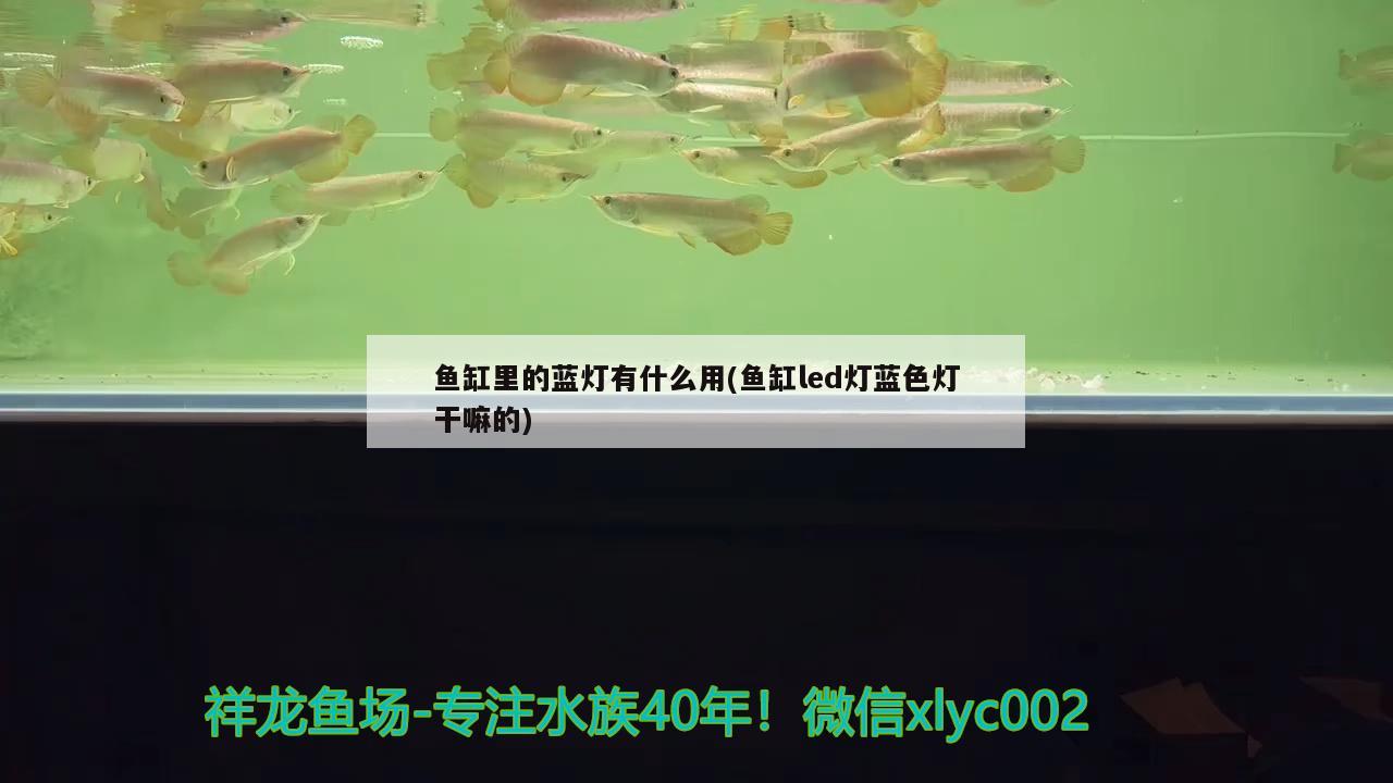 彩蝶鱼缸安装示意图视频教程全集(彩蝶鱼缸安装示意图视频教程全集下载) 金老虎鱼