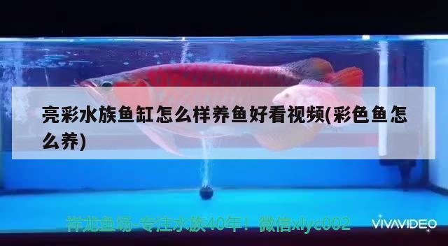 亮彩水族鱼缸怎么样养鱼好看视频(彩色鱼怎么养) 委内瑞拉奥里诺三间鱼