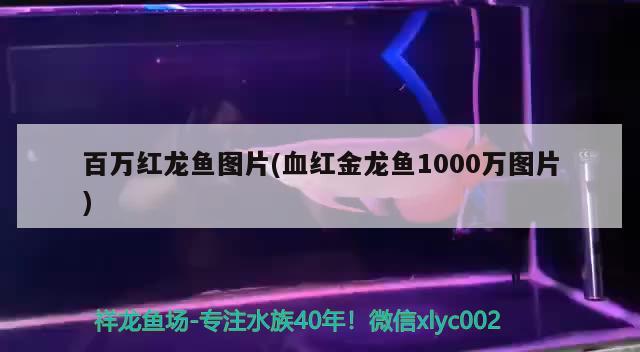 百万红龙鱼图片(血红金龙鱼1000万图片)