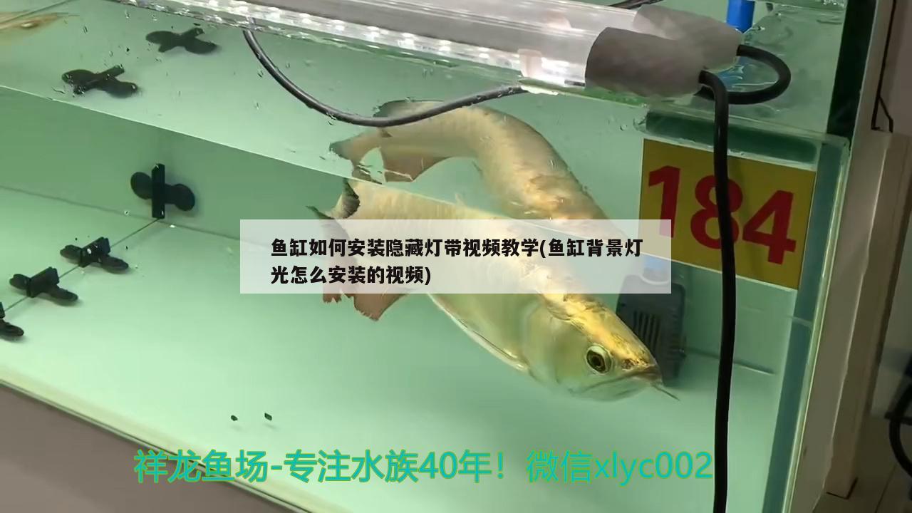 鱼缸如何安装隐藏灯带视频教学(鱼缸背景灯光怎么安装的视频)