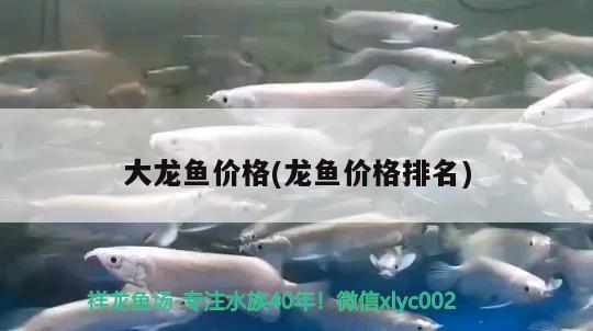 大龙鱼价格(龙鱼价格排名) 祥龙水族护理水 第2张