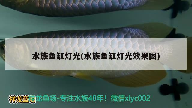 水族鱼缸灯光(水族鱼缸灯光效果图) 广州水族批发市场