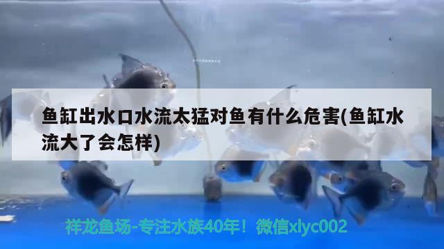 鱼缸出水口水流太猛对鱼有什么危害(鱼缸水流大了会怎样) 鱼缸水质稳定剂