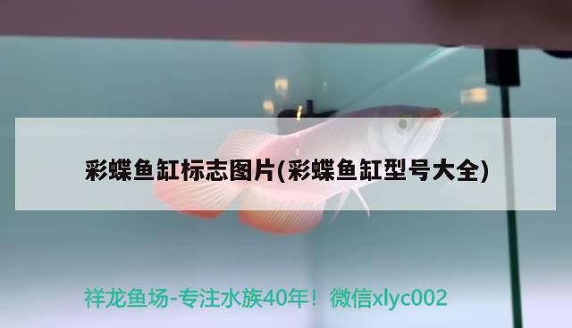 铅笔雷龙鱼会爆缸吗 铅笔雷龙鱼怎么养 蓝底过背金龙鱼 第1张